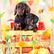 Image for article titled D.C. bar to host “pup-up” beer event with dog bartenders